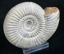 Perisphinctes Ammonite - Jurassic #7373-1